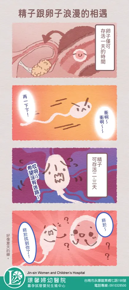 喜孕 備孕漫畫：精子跟卵子浪漫的相遇